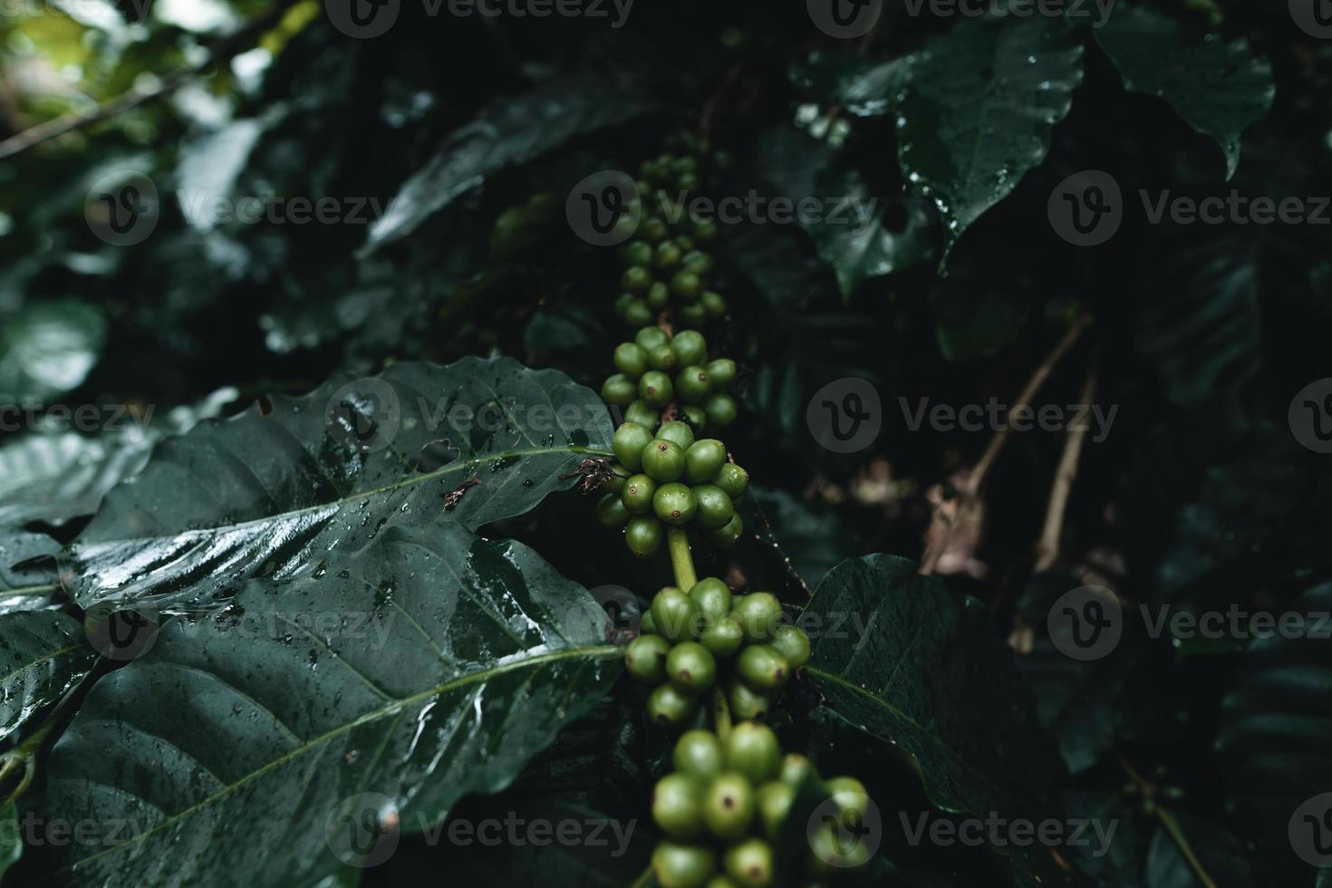 Kaffeeplantage im tropischen Wald foto