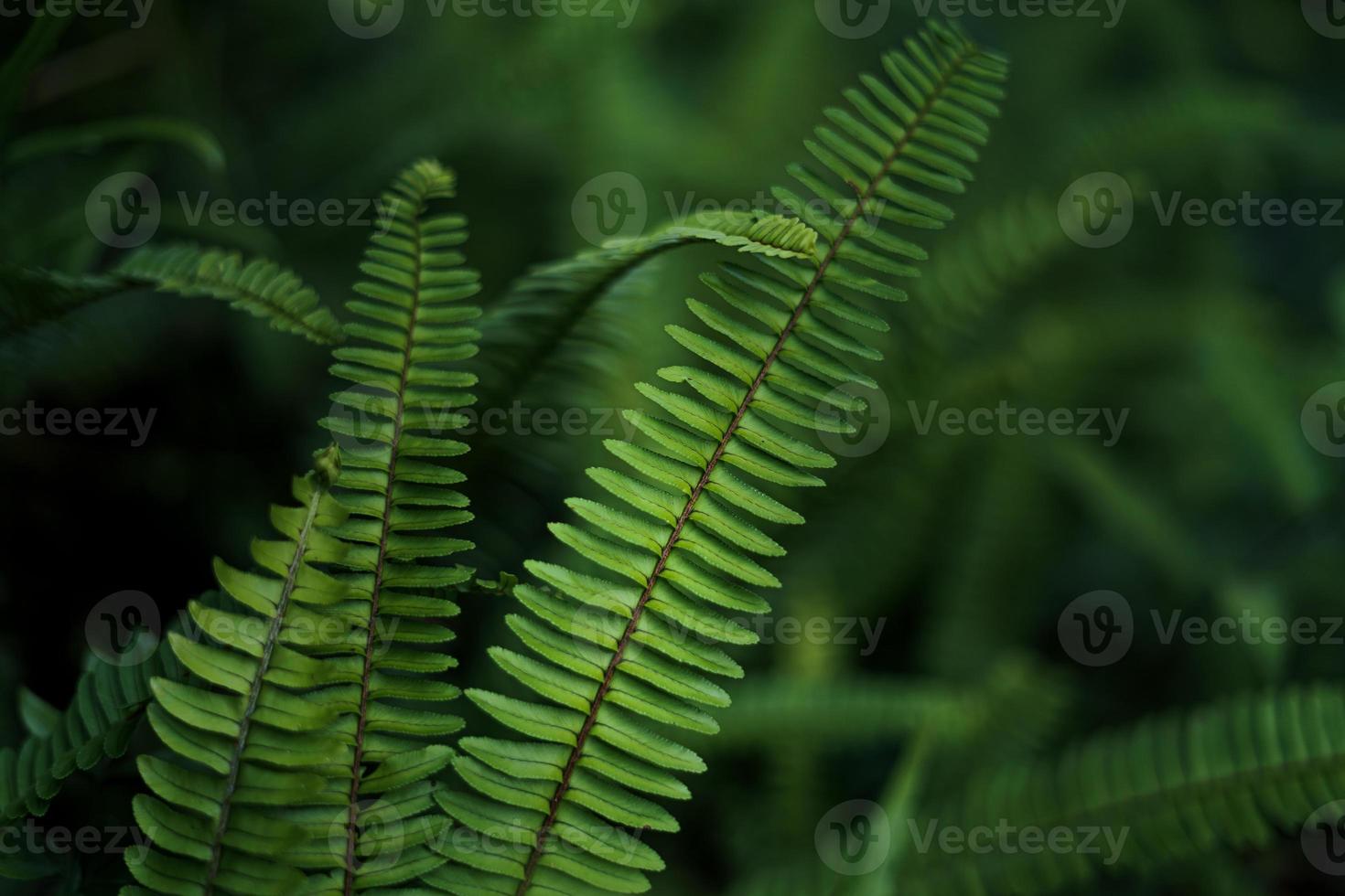 Blätter grün dunkles Blattdetail im natürlichen foto