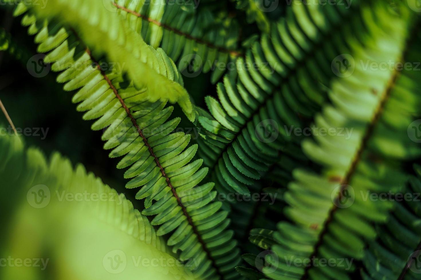 Blätter grün dunkles Blattdetail im natürlichen foto