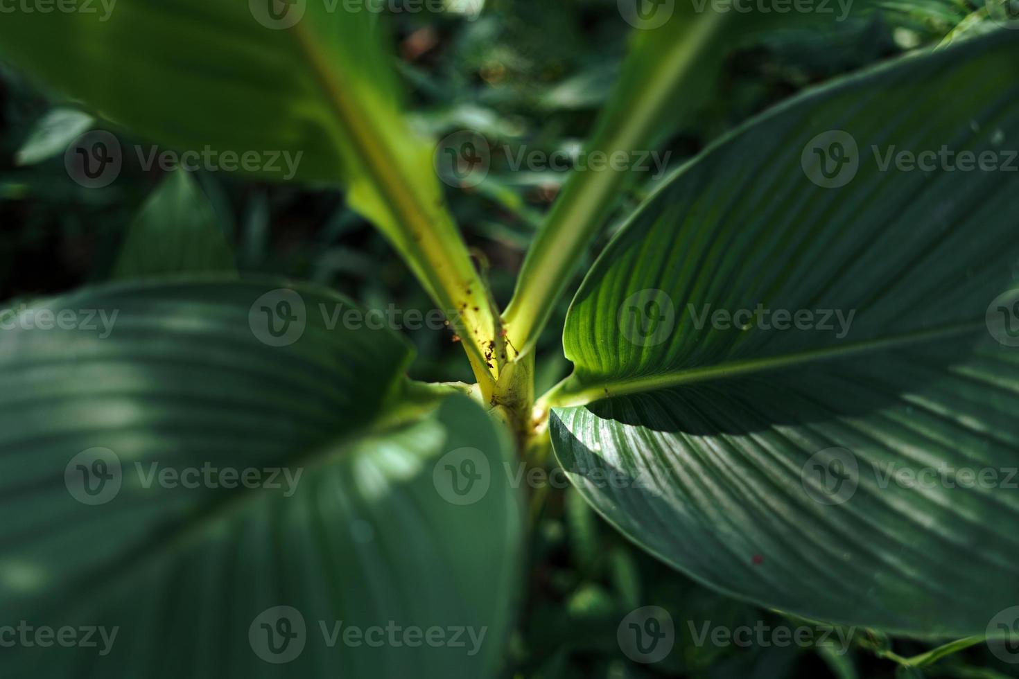 Blätter grün dunkles Blattdetail im natürlichen foto