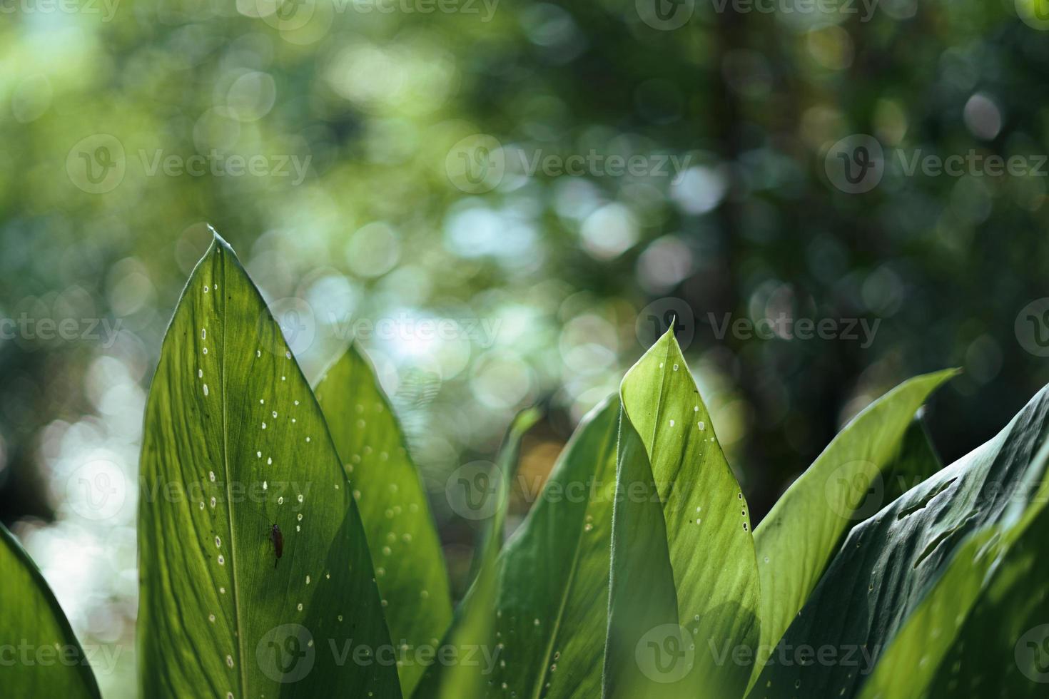 Blätter grün dunkles Blattdetail im natürlichen foto