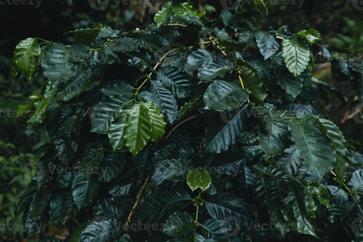 Kaffeeplantage im tropischen Wald foto