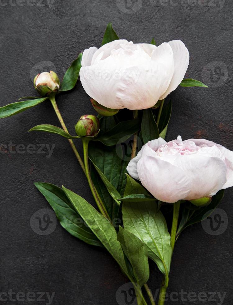 Pfingstrosenblumen auf einem schwarzen Betonhintergrund foto