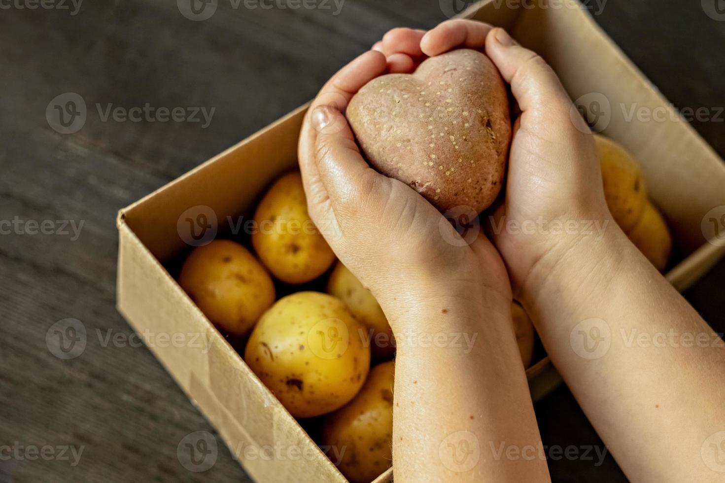 weibliche Hände, die eine herzförmige hässliche Gemüsekartoffel über einer mit Kartoffeln gefüllten Kiste halten. quadratisches, hässliches Essen. foto