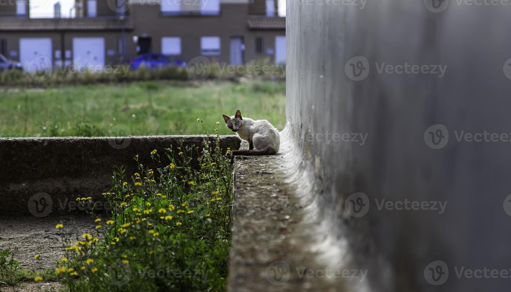 weiße katze ruhe straße foto