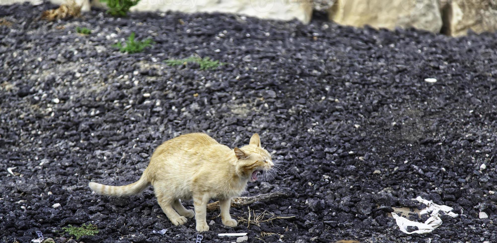 Katze mit offenem Maul foto