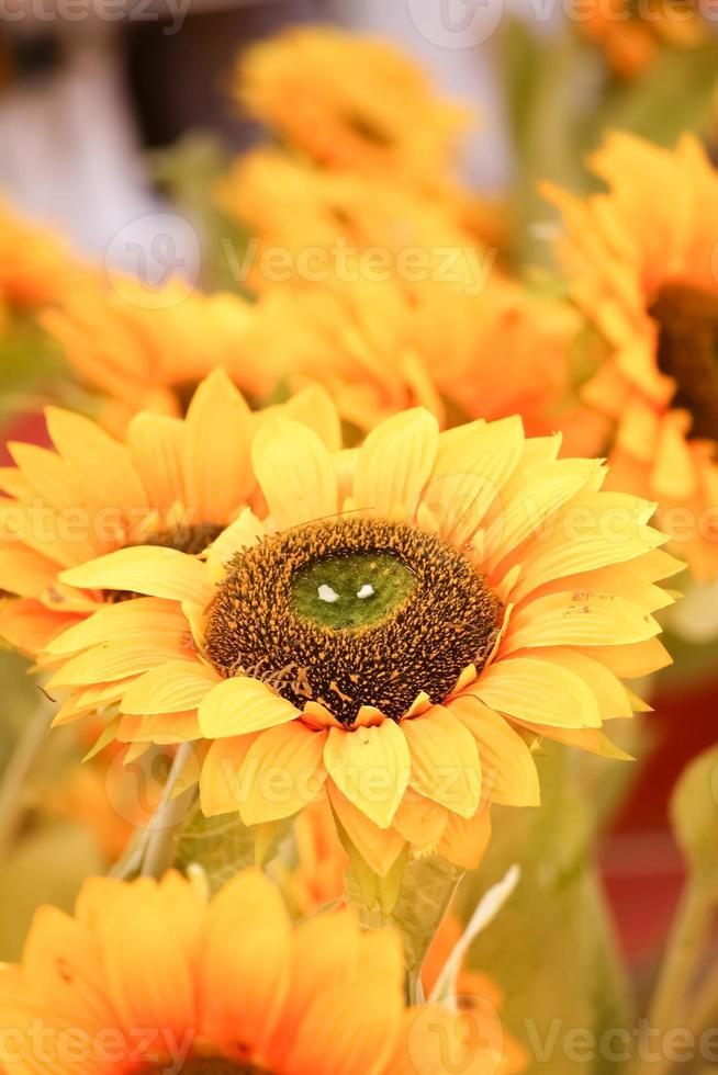 Nahaufnahme der schönen Sonnenblume foto