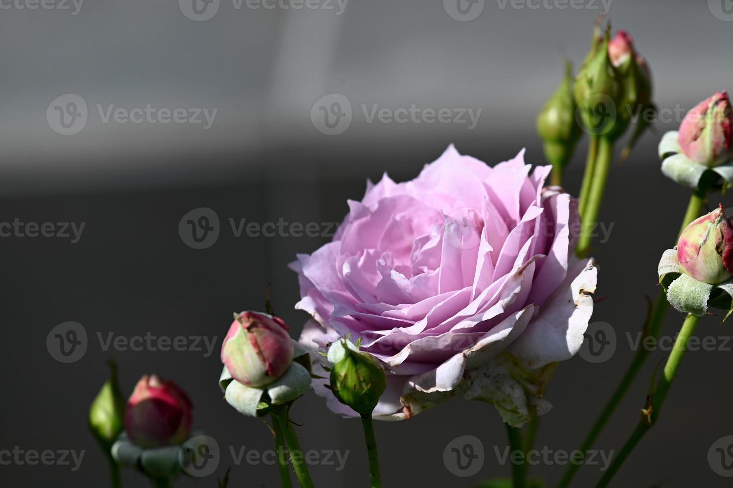 lila Rosenring mit vielen Knospen foto