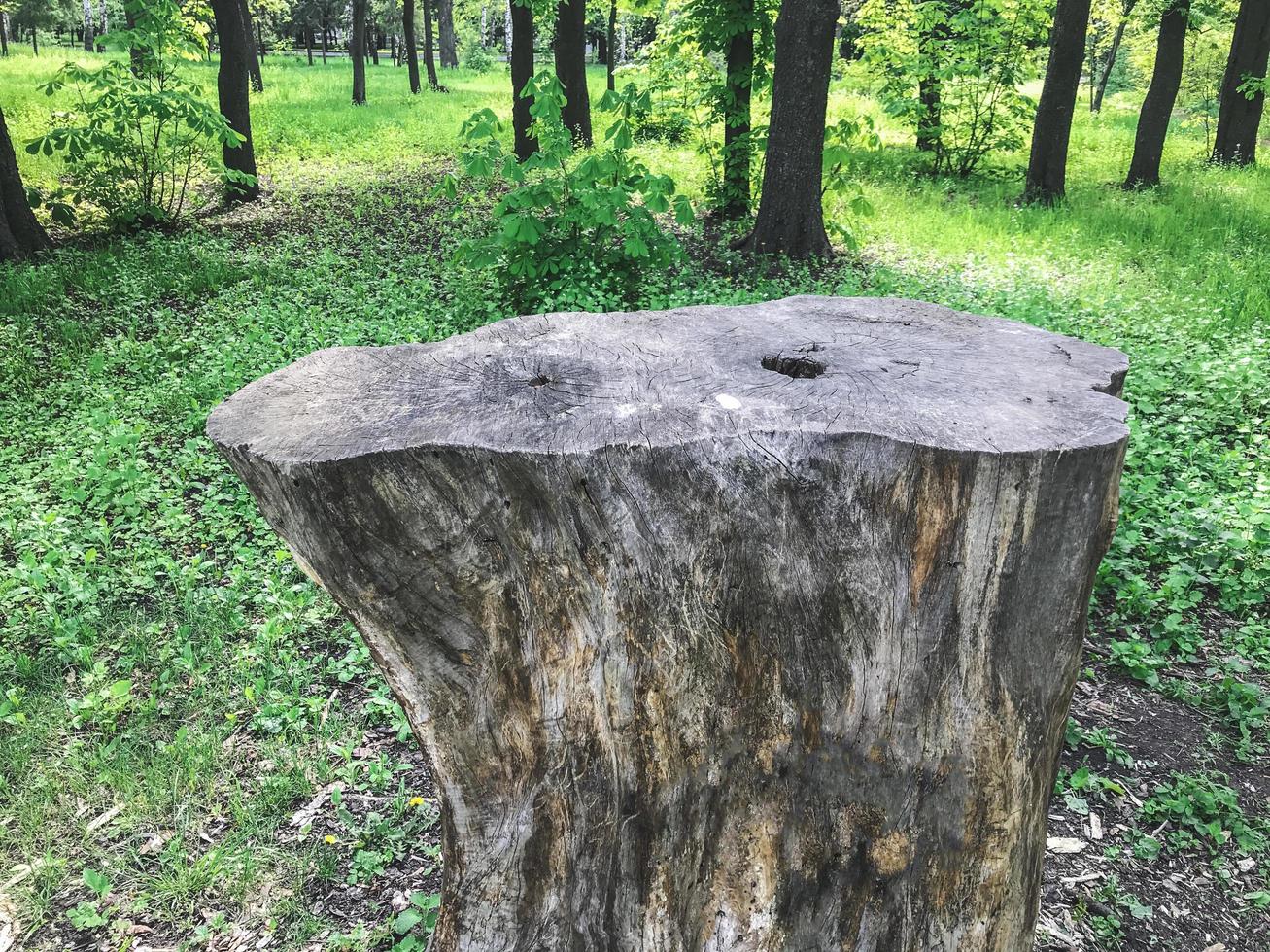 der große Baumstumpf im Grünwald. Charkow, Ukraine foto