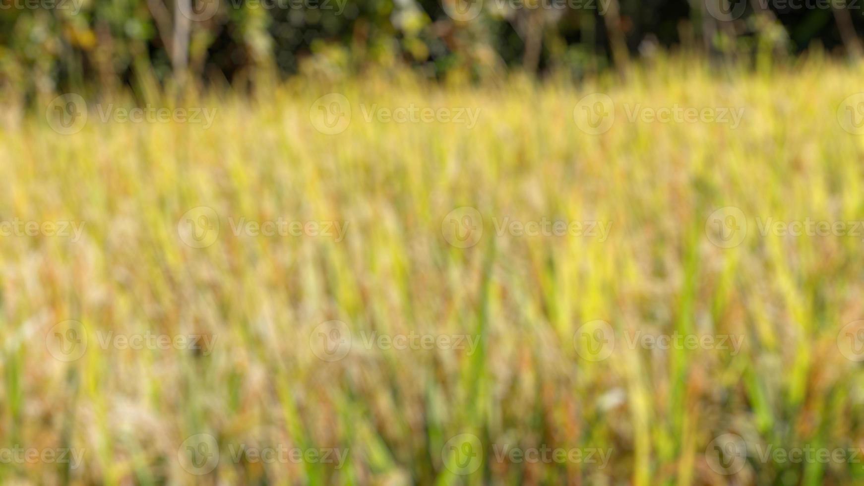 verschwommenes Foto von Reisfeldern mit Reis, der gelb geworden ist und geerntet werden kann