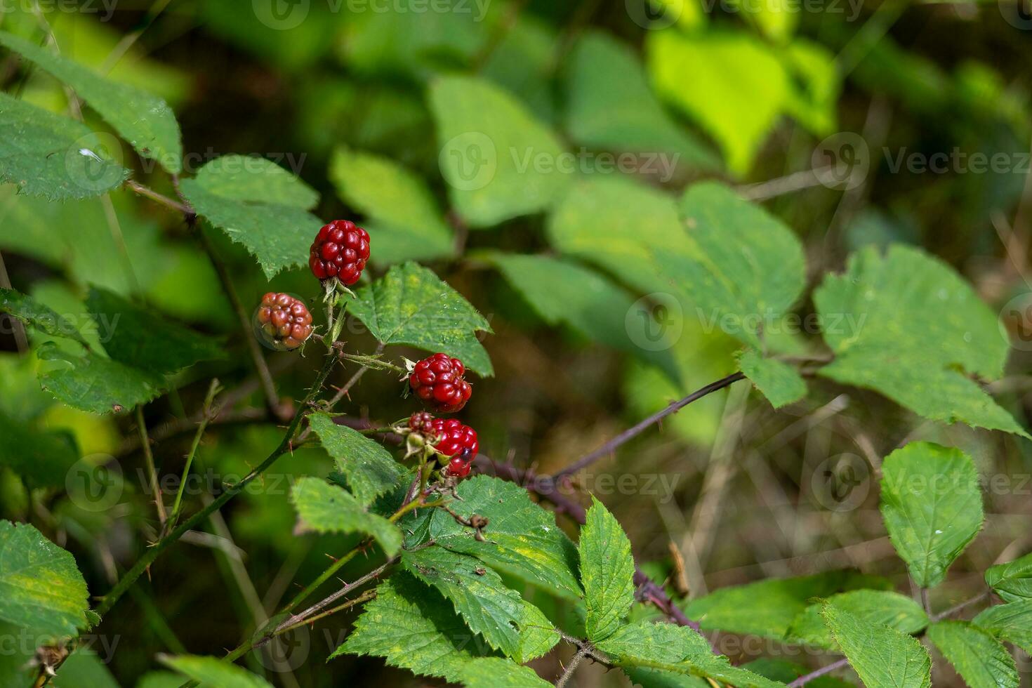 Busch geschmückt mit ein Vielfalt von hell gefärbt Beeren foto