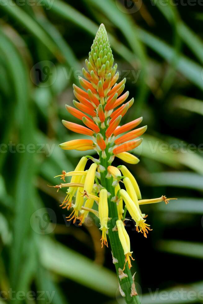 Blume von Aloe vera Pflanze oder rot heiß Poker kniphofia mit Orange Blumen im Frühling Blühen. foto