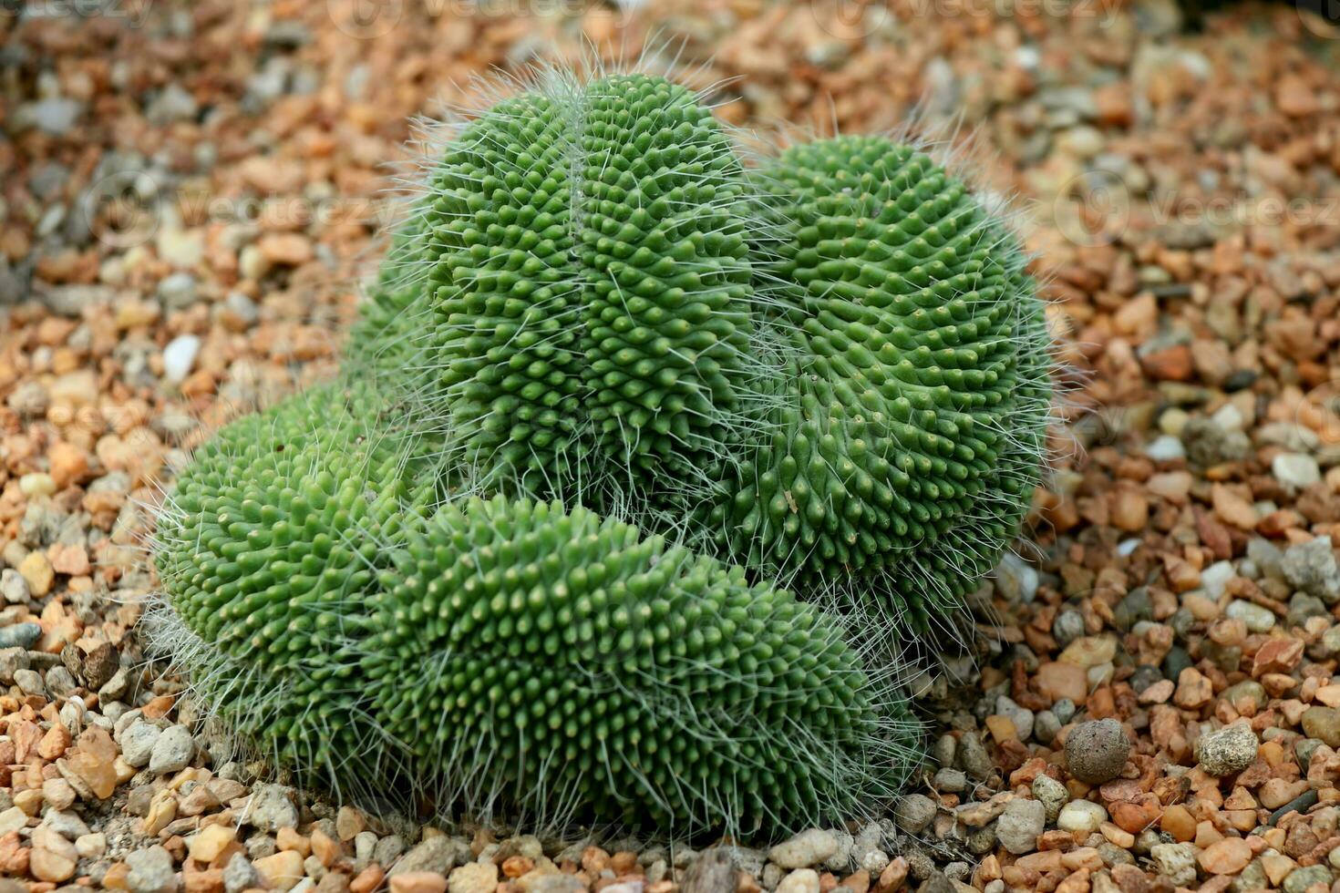 Kaktus geformt mögen ein Gehirn Mammillaria spinosissima foto