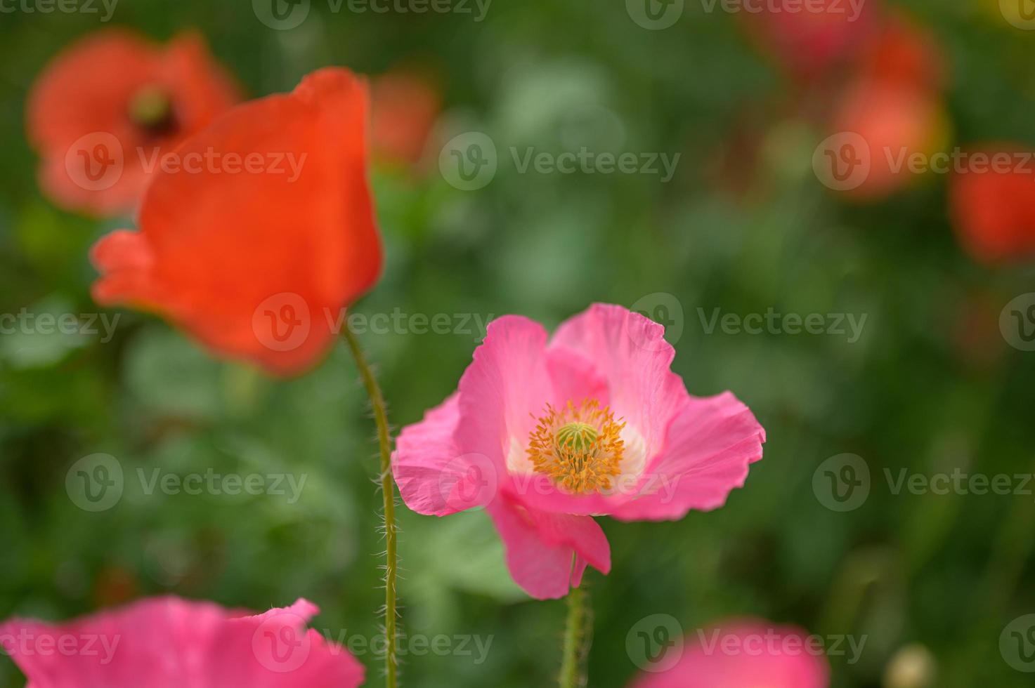 schöne Frühlingsblumen im Garten foto