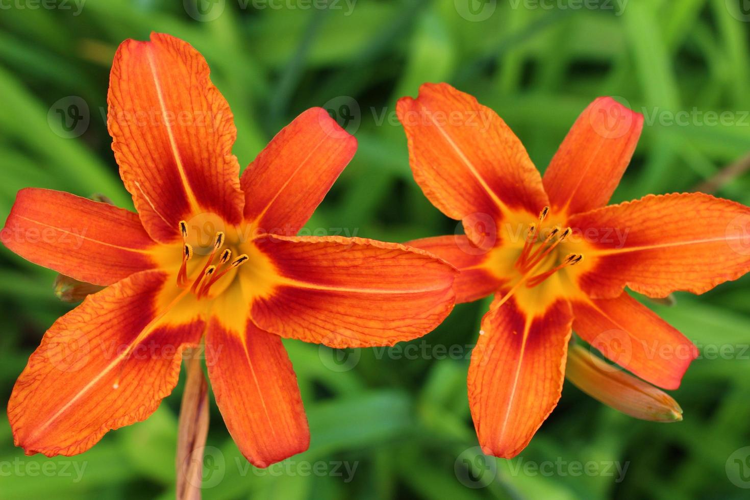 orangefarbene Lilie auf grünem Hintergrund foto