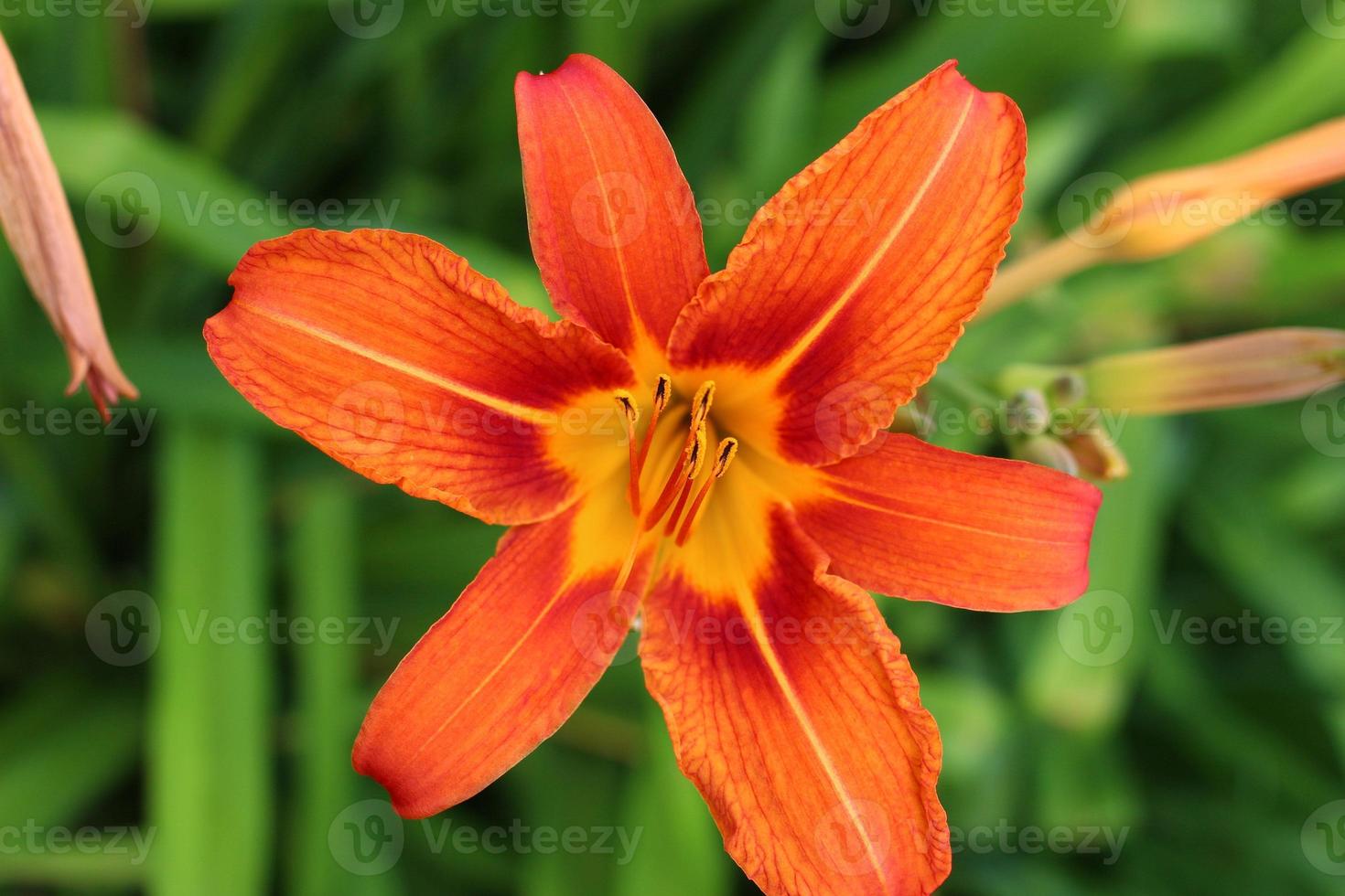 orangefarbene Lilie auf grünem Hintergrund foto