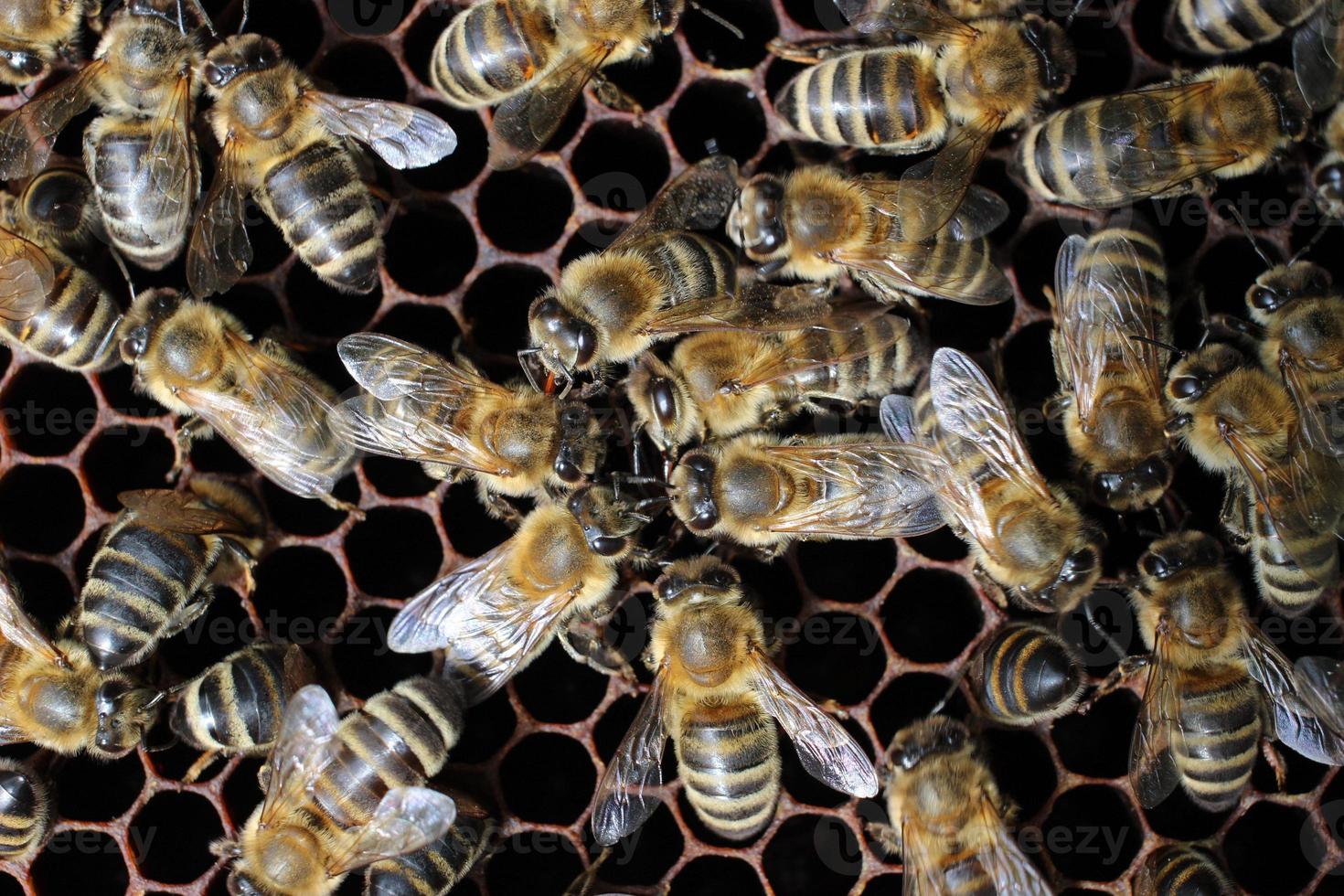 Nahaufnahme viele Bienen sind auf der Wabe foto