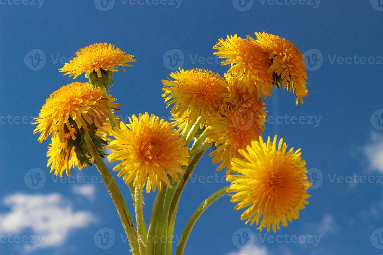 gelbe Löwenzahnblumen und blauer Himmel. foto