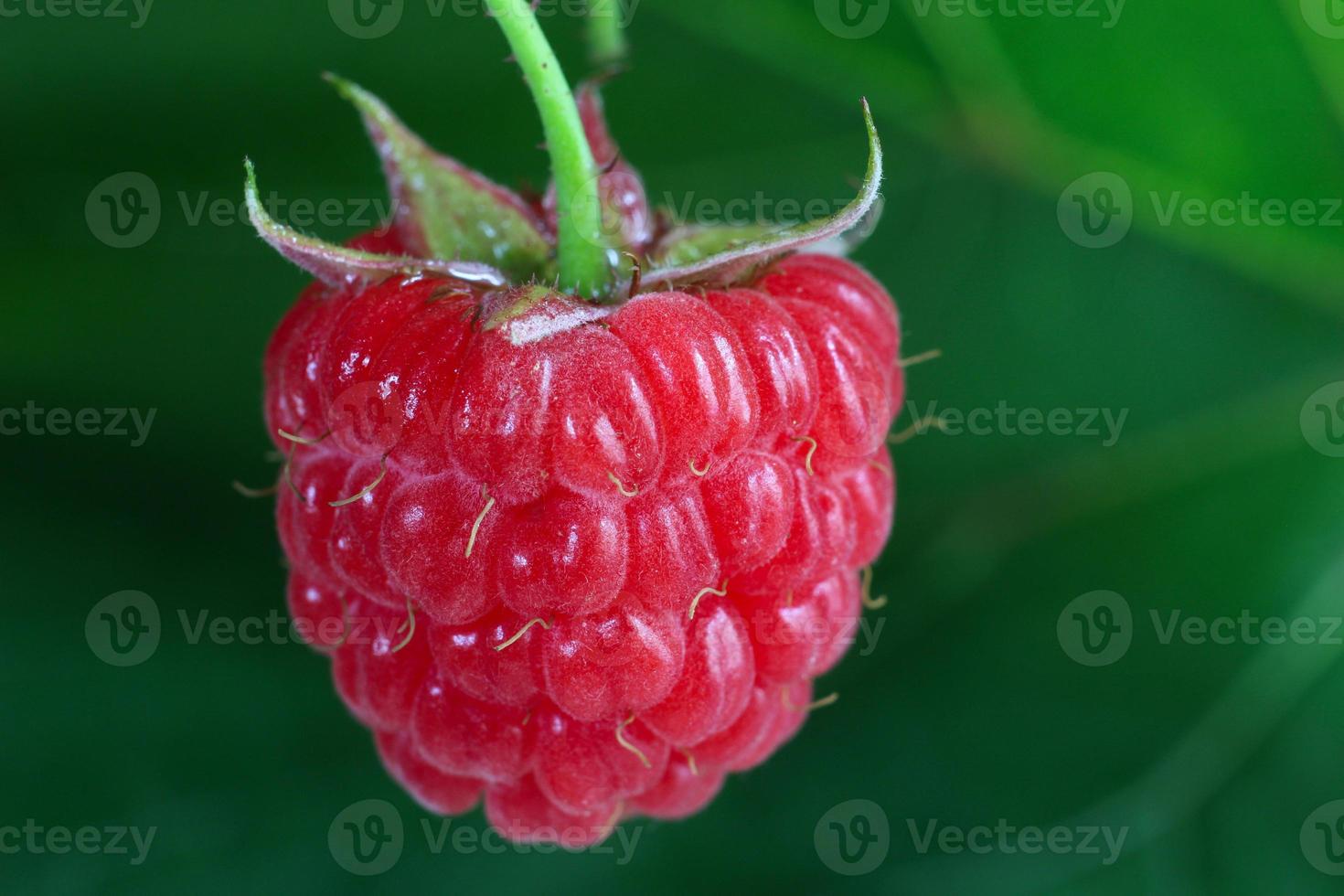 rote Himbeerbeere wächst auf grünem Hintergrund. foto