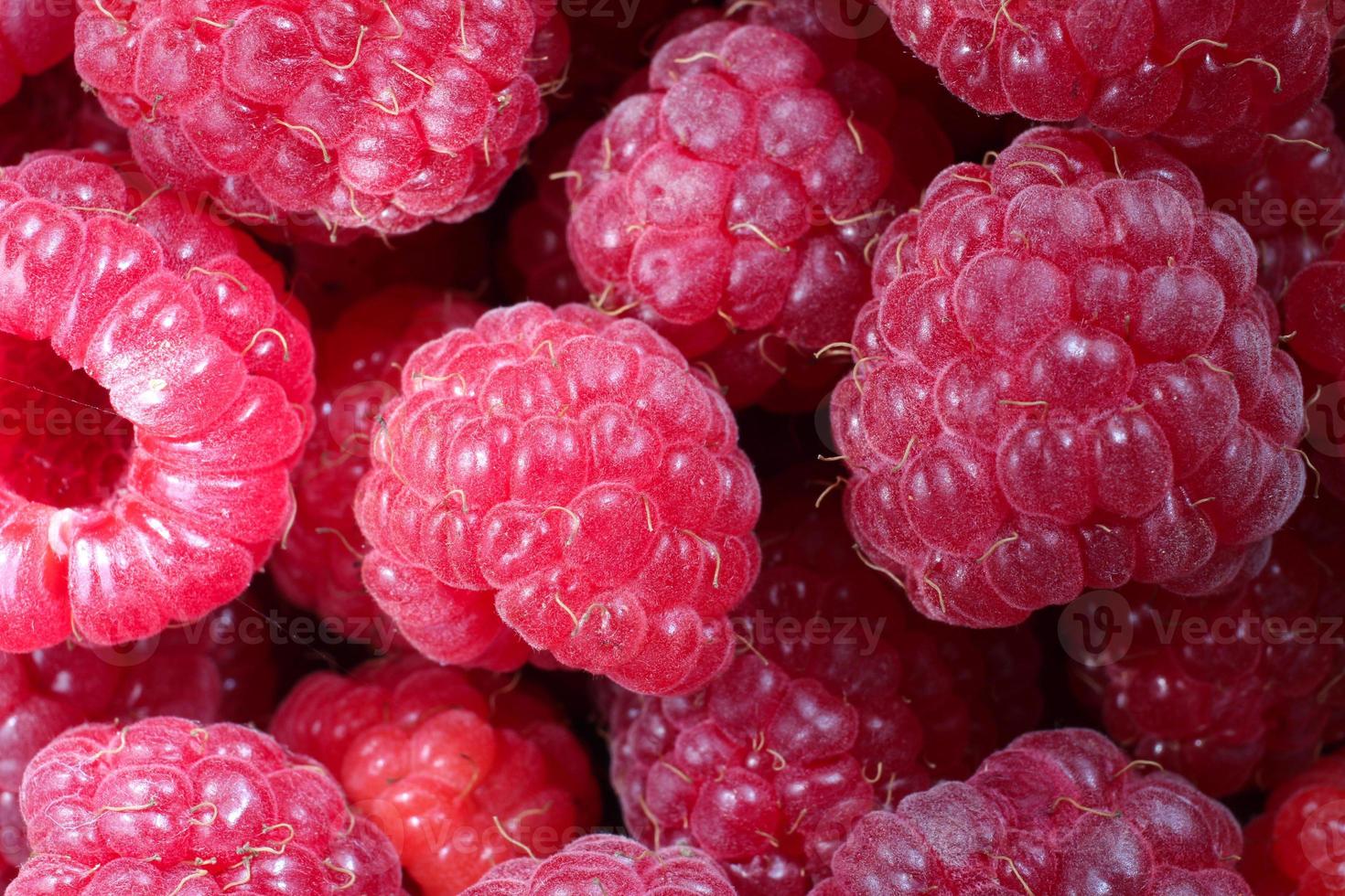 viele rote Himbeeren. frische Beeren Nahaufnahme. foto