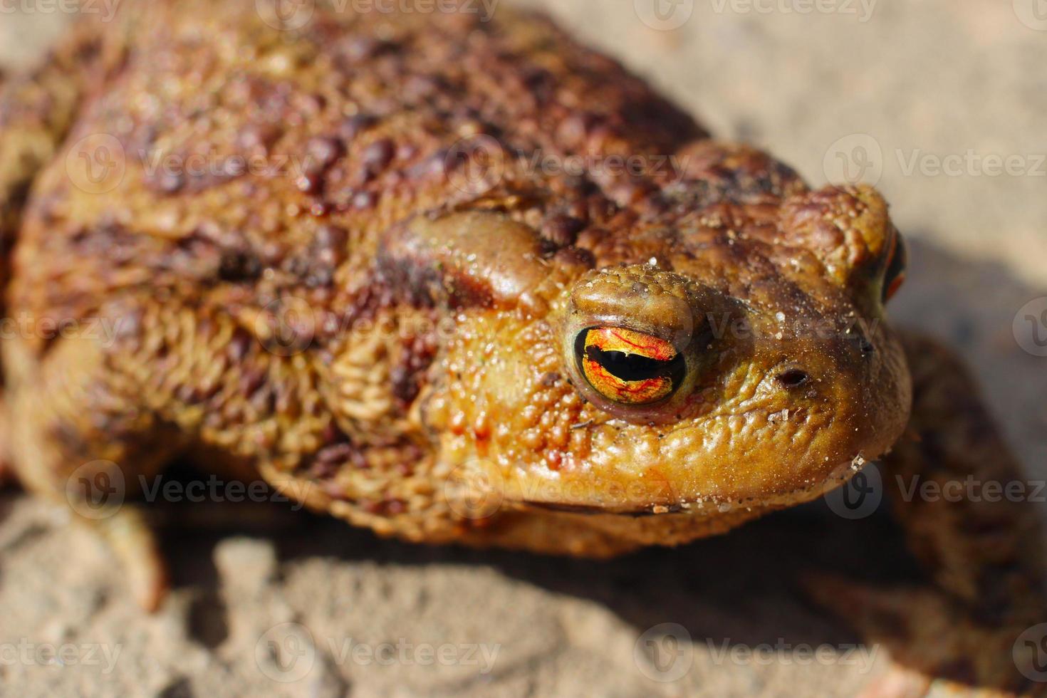 hässliche Kröte Frosch Nahaufnahme. foto