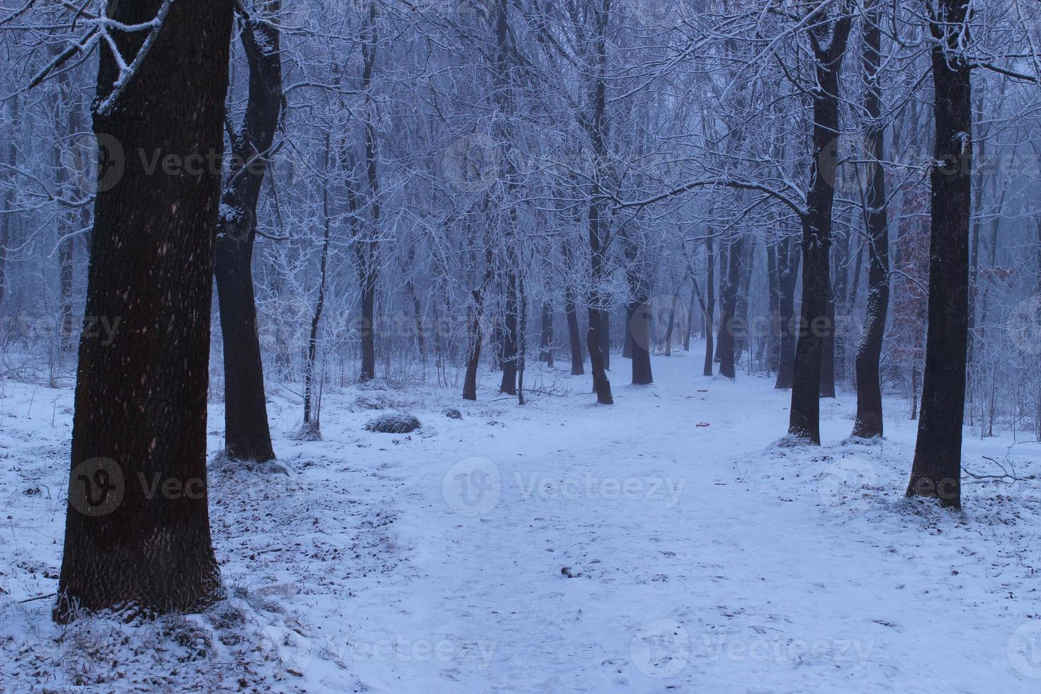 düsterer Wintertag im Wald foto