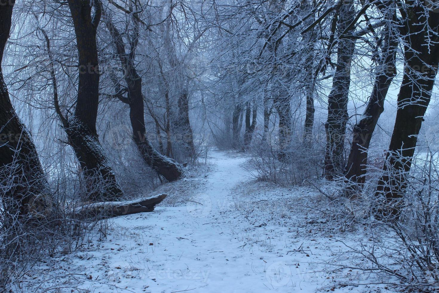 düsterer Wintertag im Wald foto