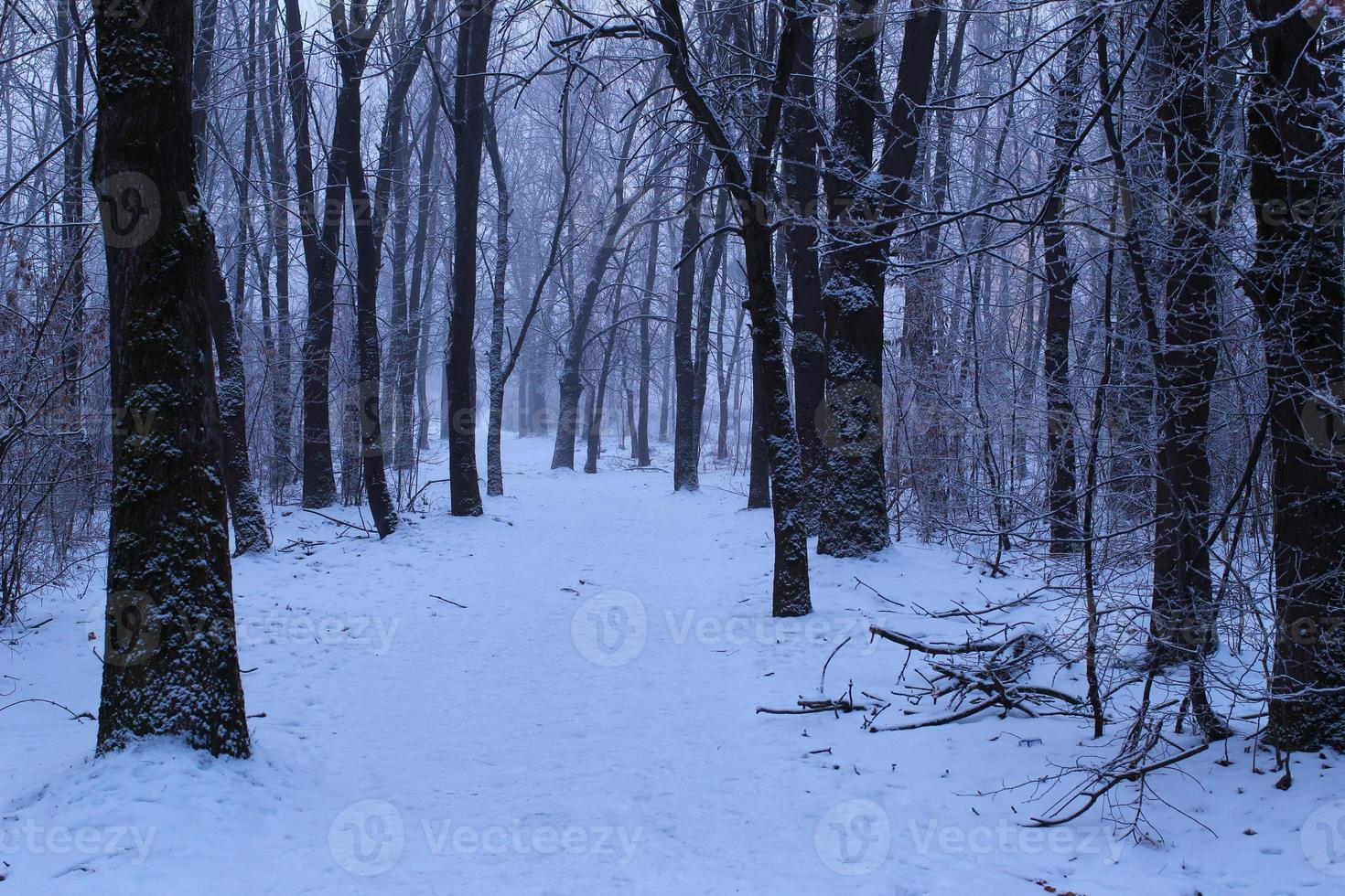 düsterer Wintertag im Wald foto