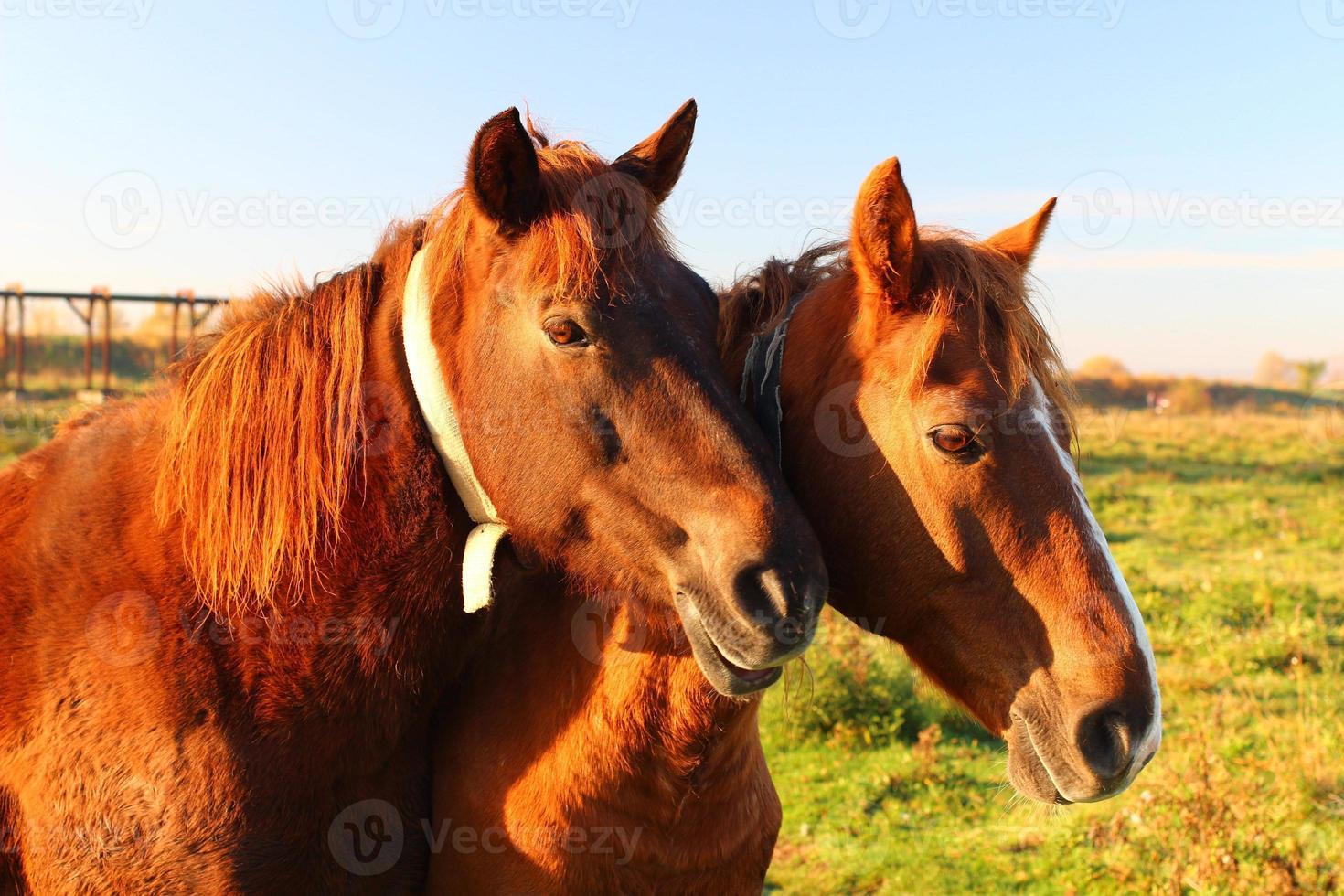 zwei braune Pferde grasen im Sommer foto