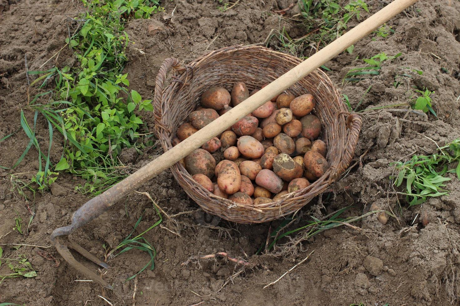 Kartoffeln von Hand ernten. Korb und Hacke. foto