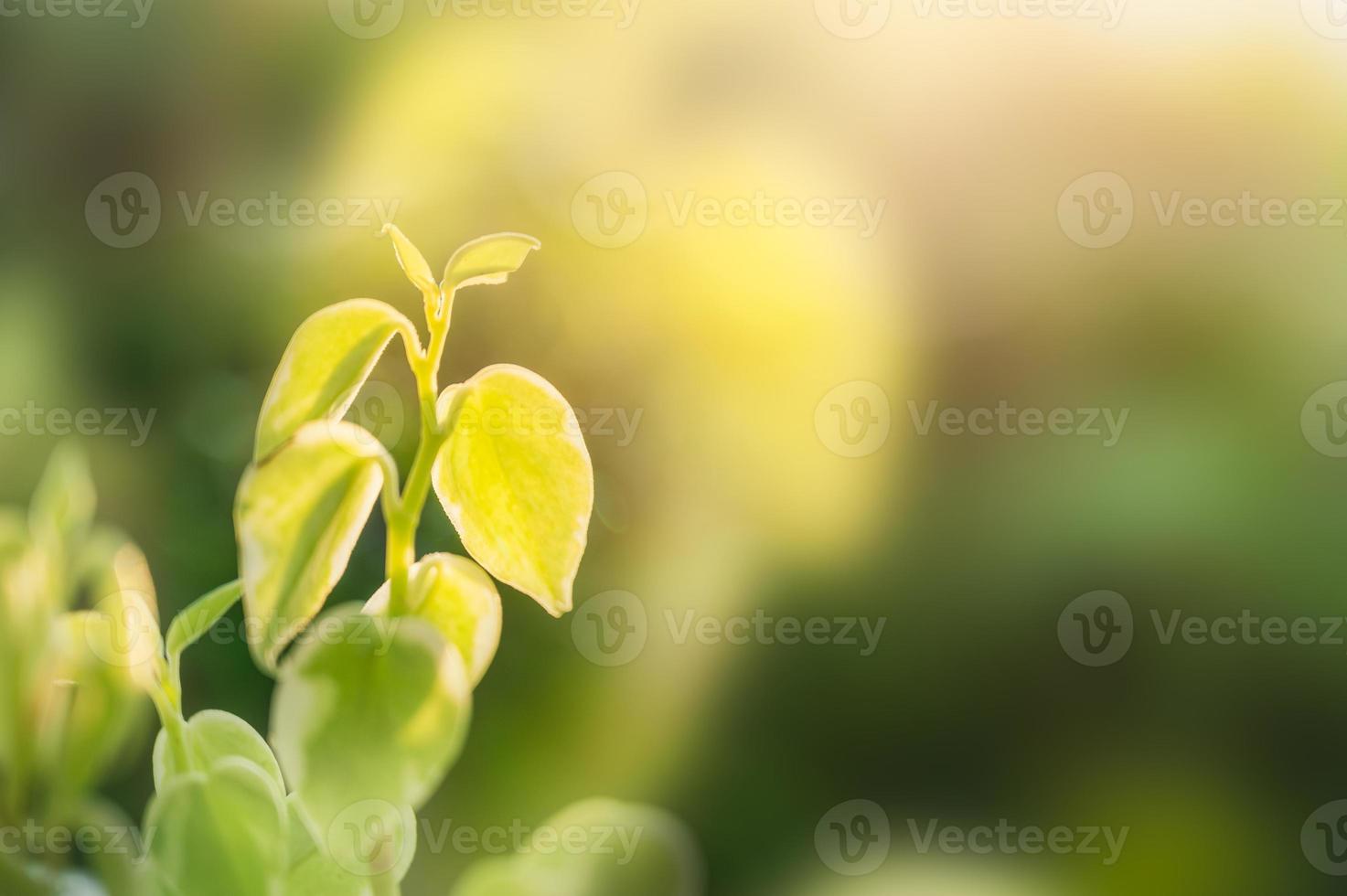 Peperomia grüne Blätter im Garten auf natürlichem Hintergrund foto