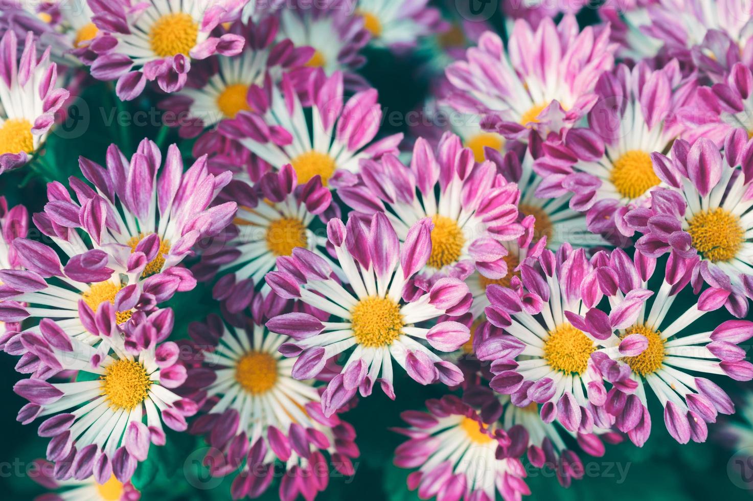 Gänseblümchenrosa Blume mit gelbem Pollen, der im Garten blüht foto