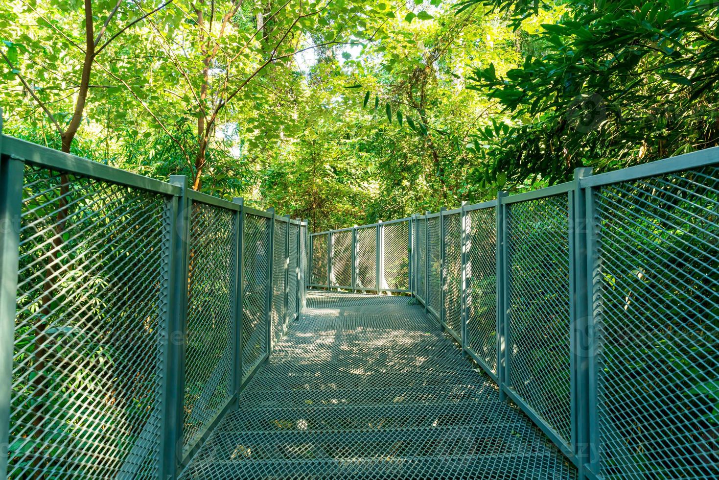 Spaziergang durch den Wald bei Baumkronenwanderungen im Queen Sirikit Botanic Garden Chiang Mai, thailand foto