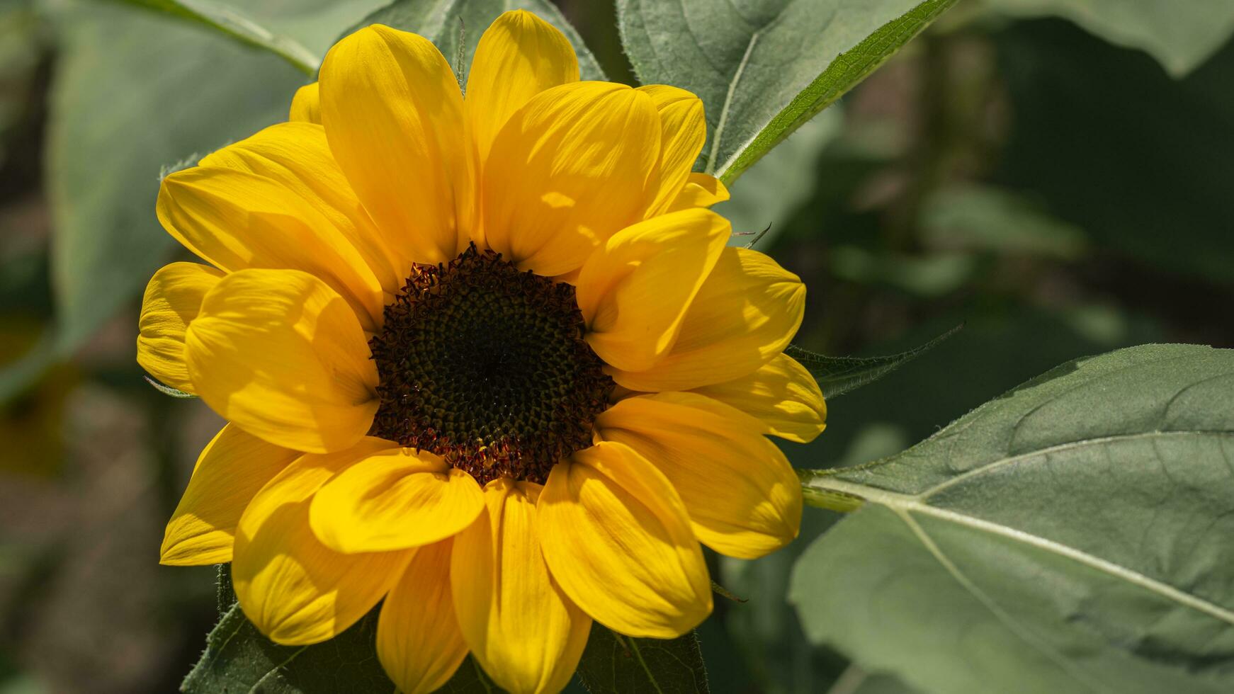 ein Gelb Sonnenblume mit ein groß Center foto