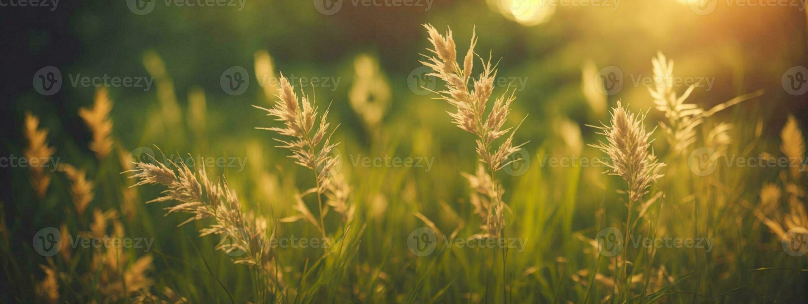 wild Gras im das Wald beim Sonnenuntergang. Makro Bild, flach Tiefe von Feld. abstrakt Sommer- Natur Hintergrund. Jahrgang Filter. ai generiert foto