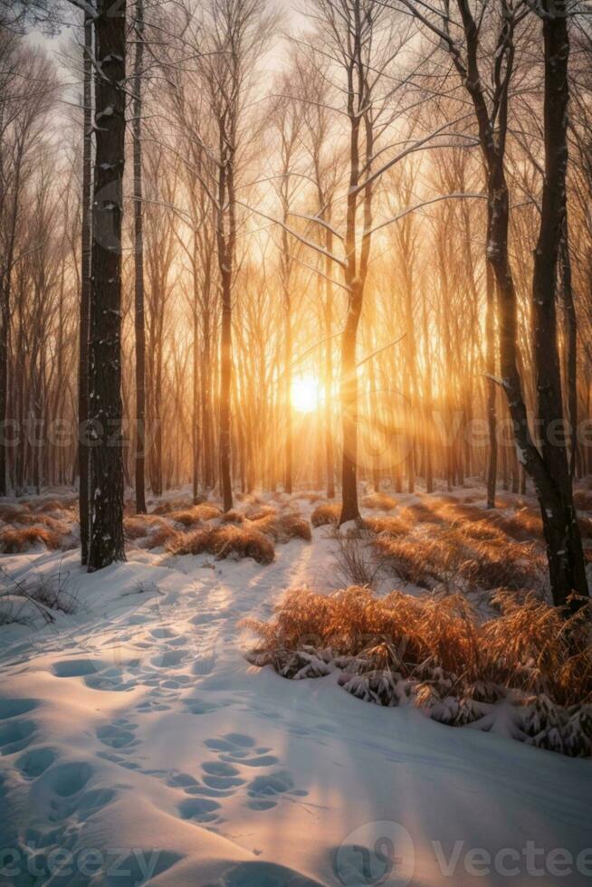 Sonnenuntergang im das Holz im Winter Zeitraum. ai generiert foto