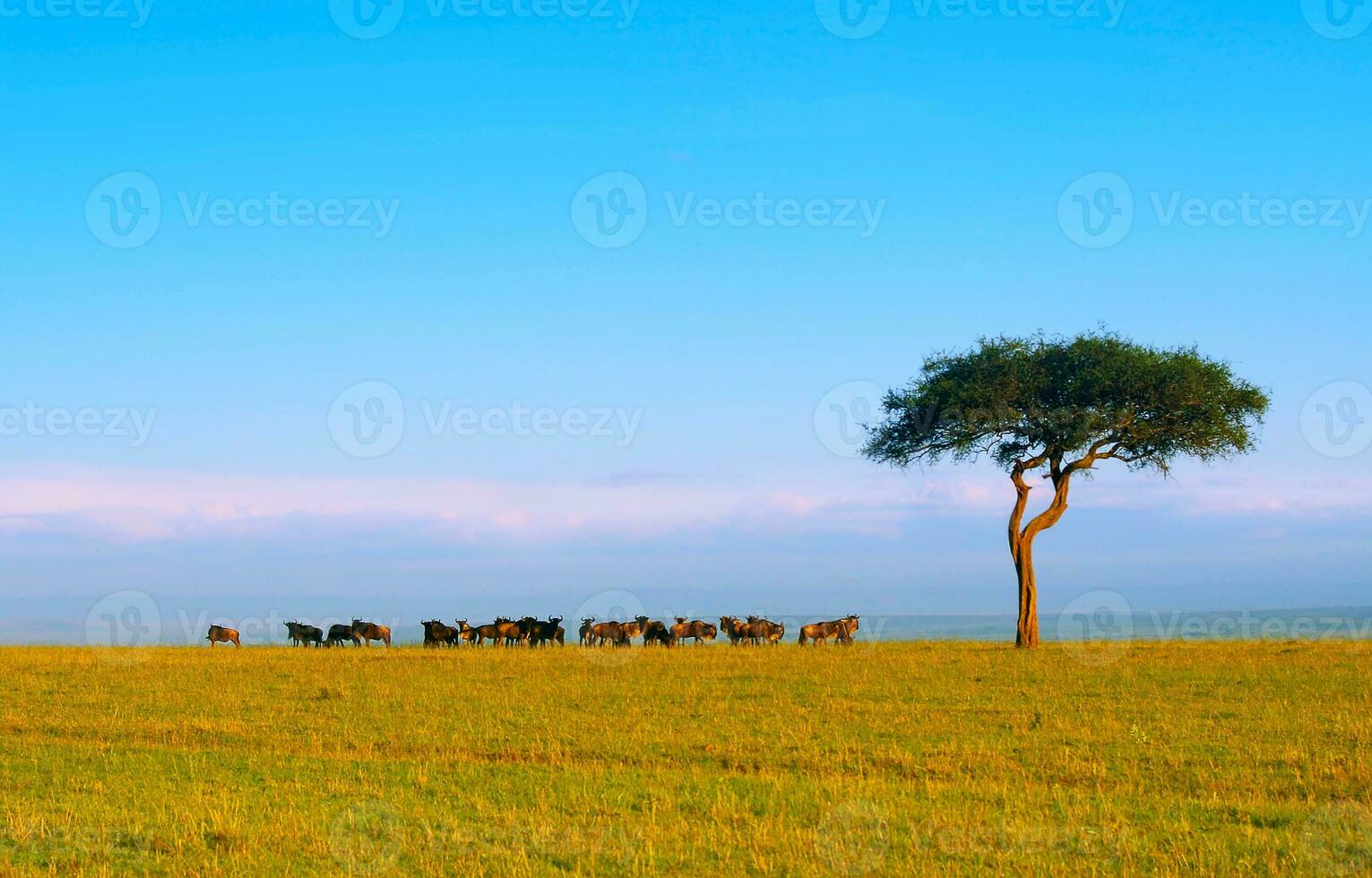 Gnus Nächster zu Baum foto