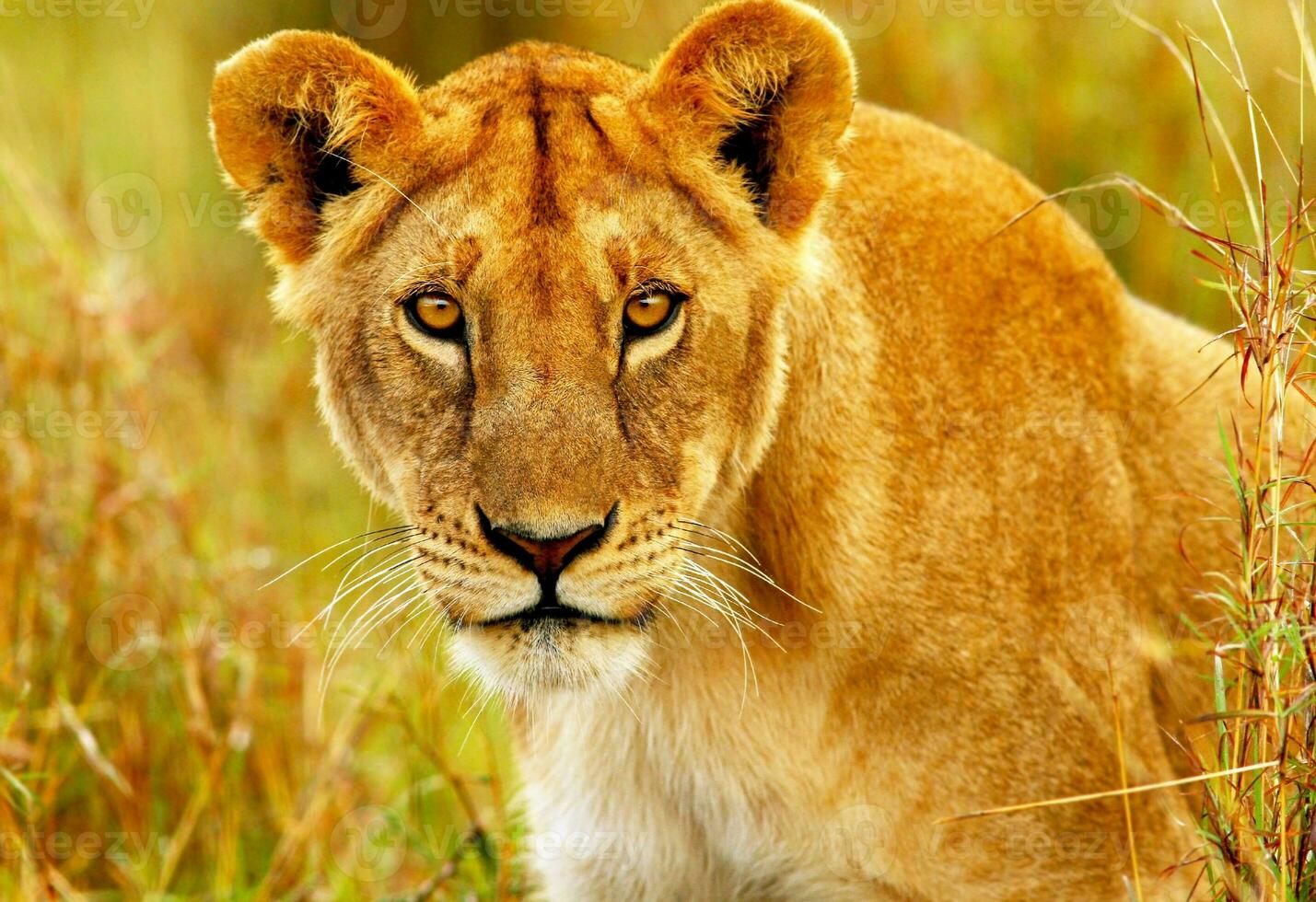schön wild afrikanisch Löwin foto