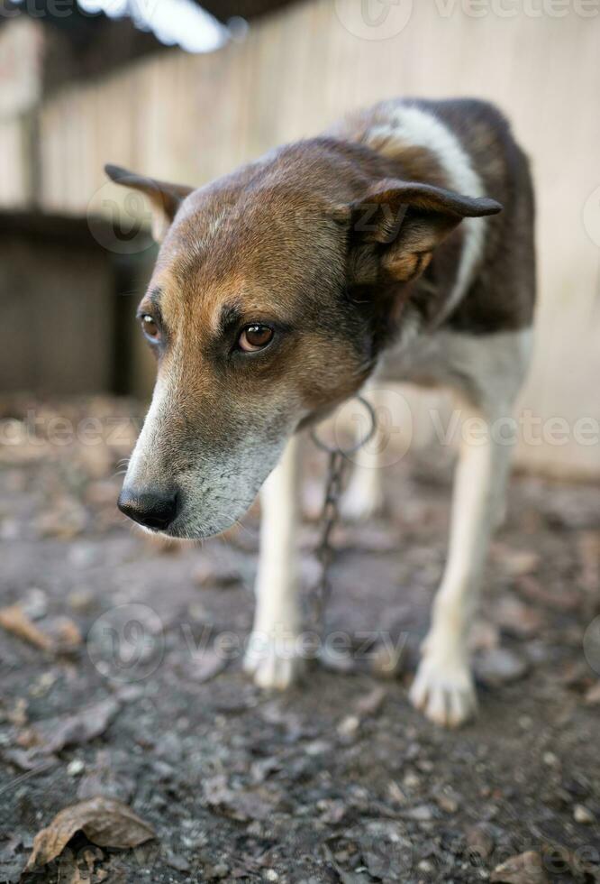 ein einsam und traurig bewachen Hund auf ein Kette in der Nähe von ein Hund Haus draußen. foto