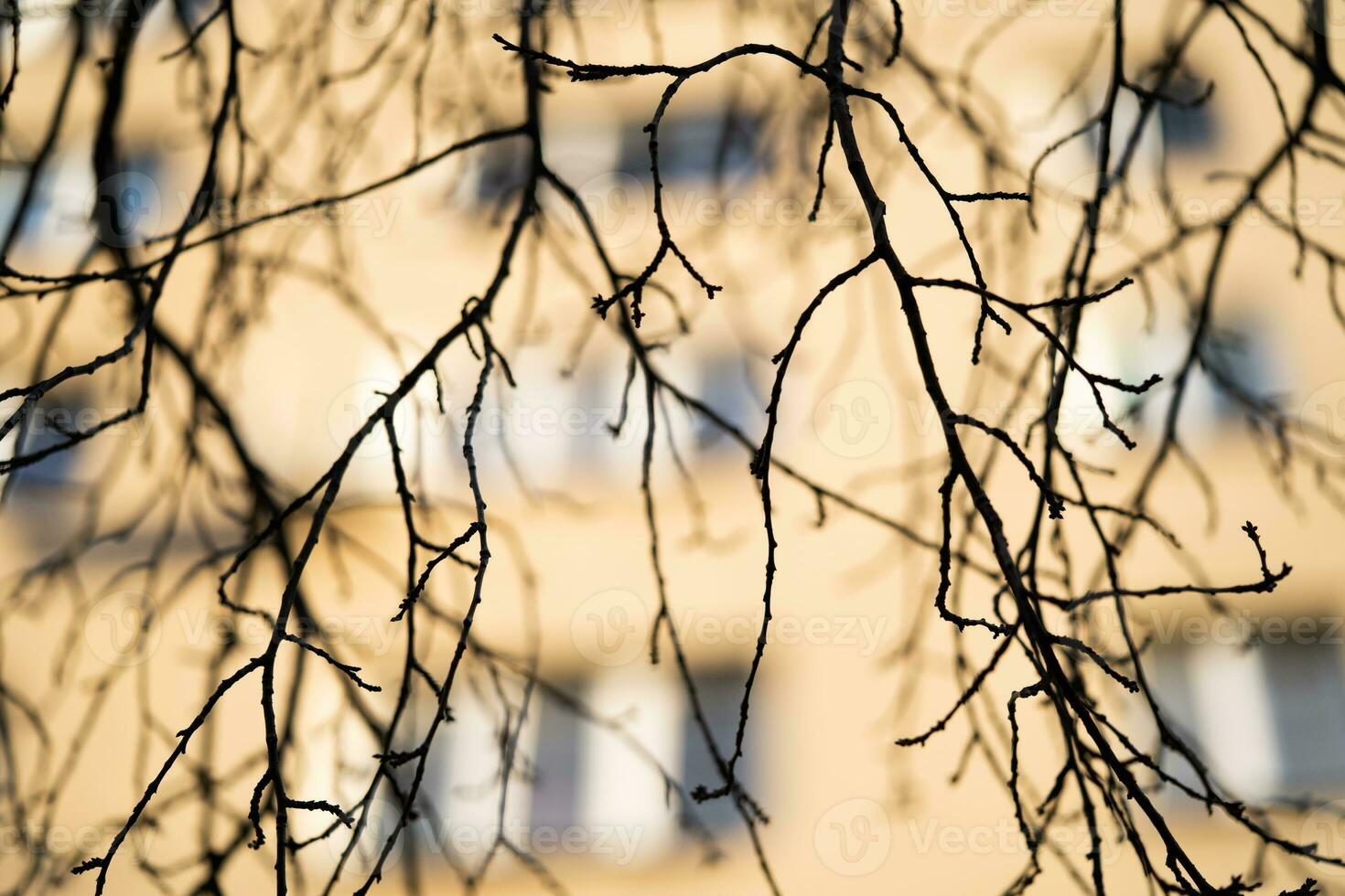 Silhouette von ein Baum Ast auf das Hintergrund von ein Haus foto