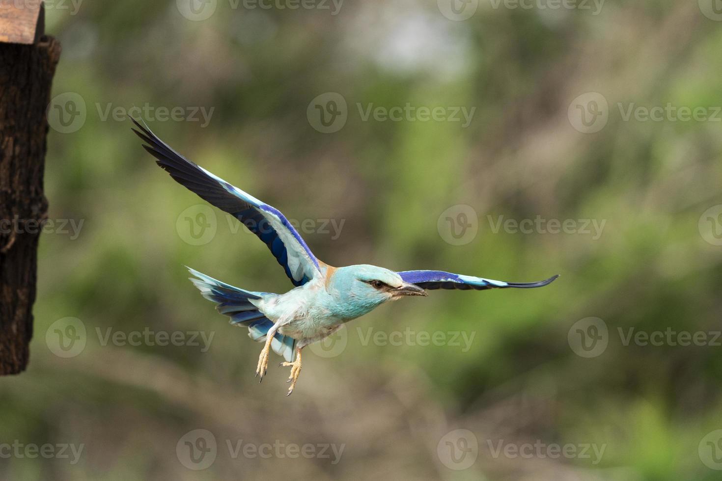 Blauracke, Coracias Garrulus foto