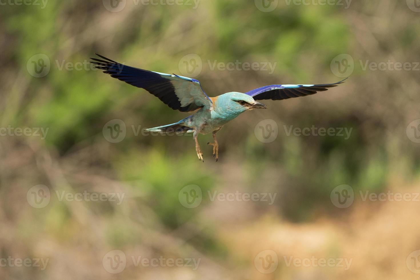 Blauracke, Coracias Garrulus foto