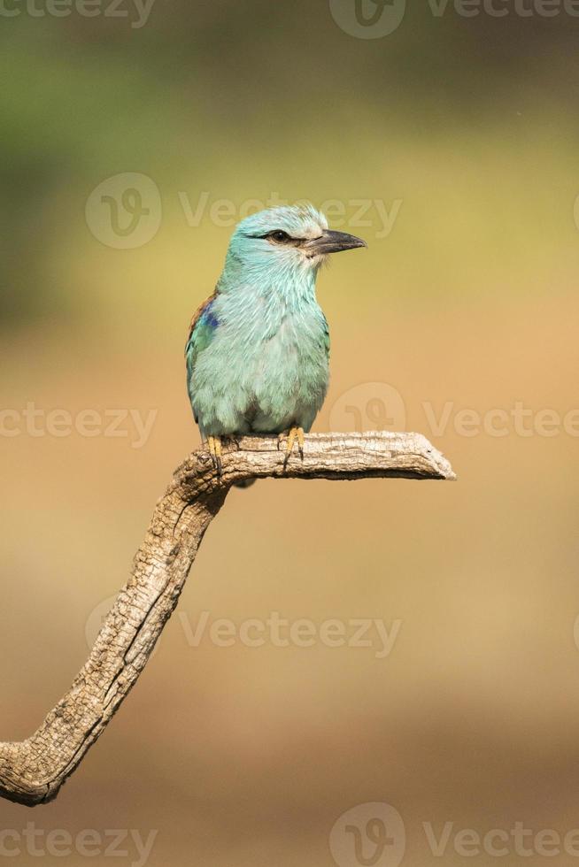 Blauracke, Coracias Garrulus foto