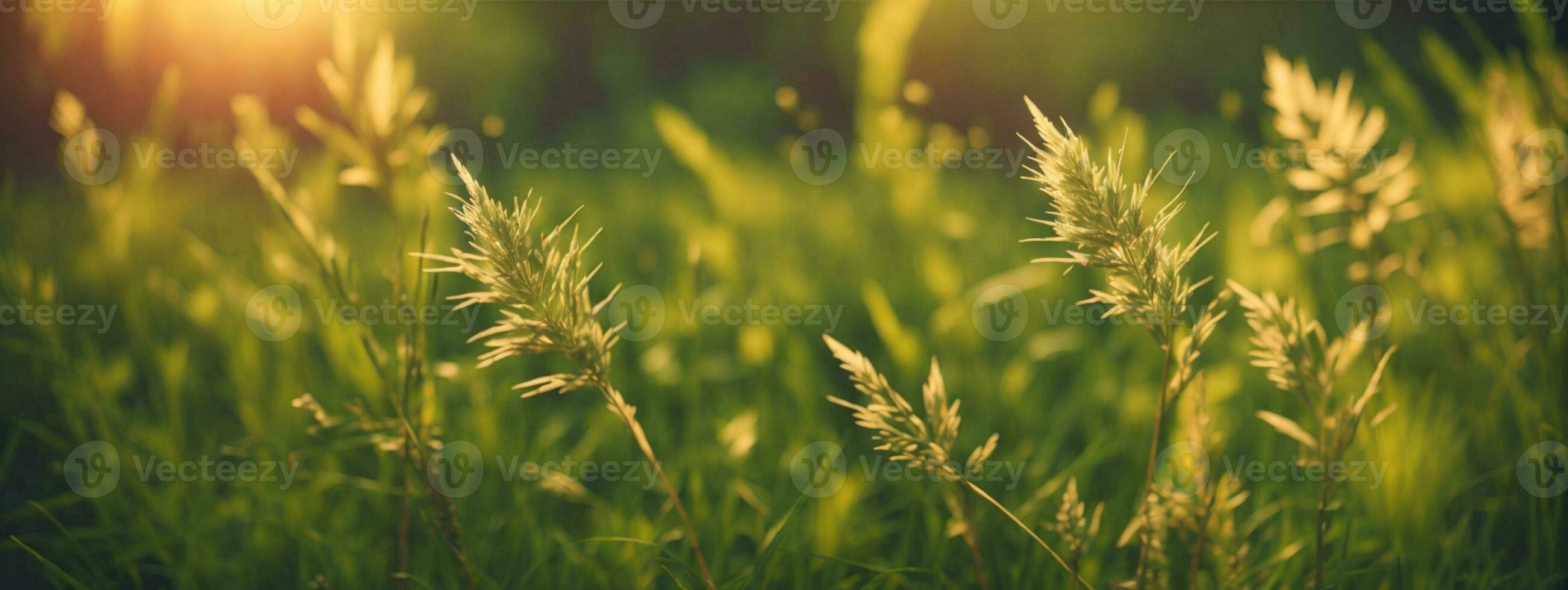 wild Gras im das Wald beim Sonnenuntergang. Makro Bild, flach Tiefe von Feld. abstrakt Sommer- Natur Hintergrund. Jahrgang Filter. ai generiert foto