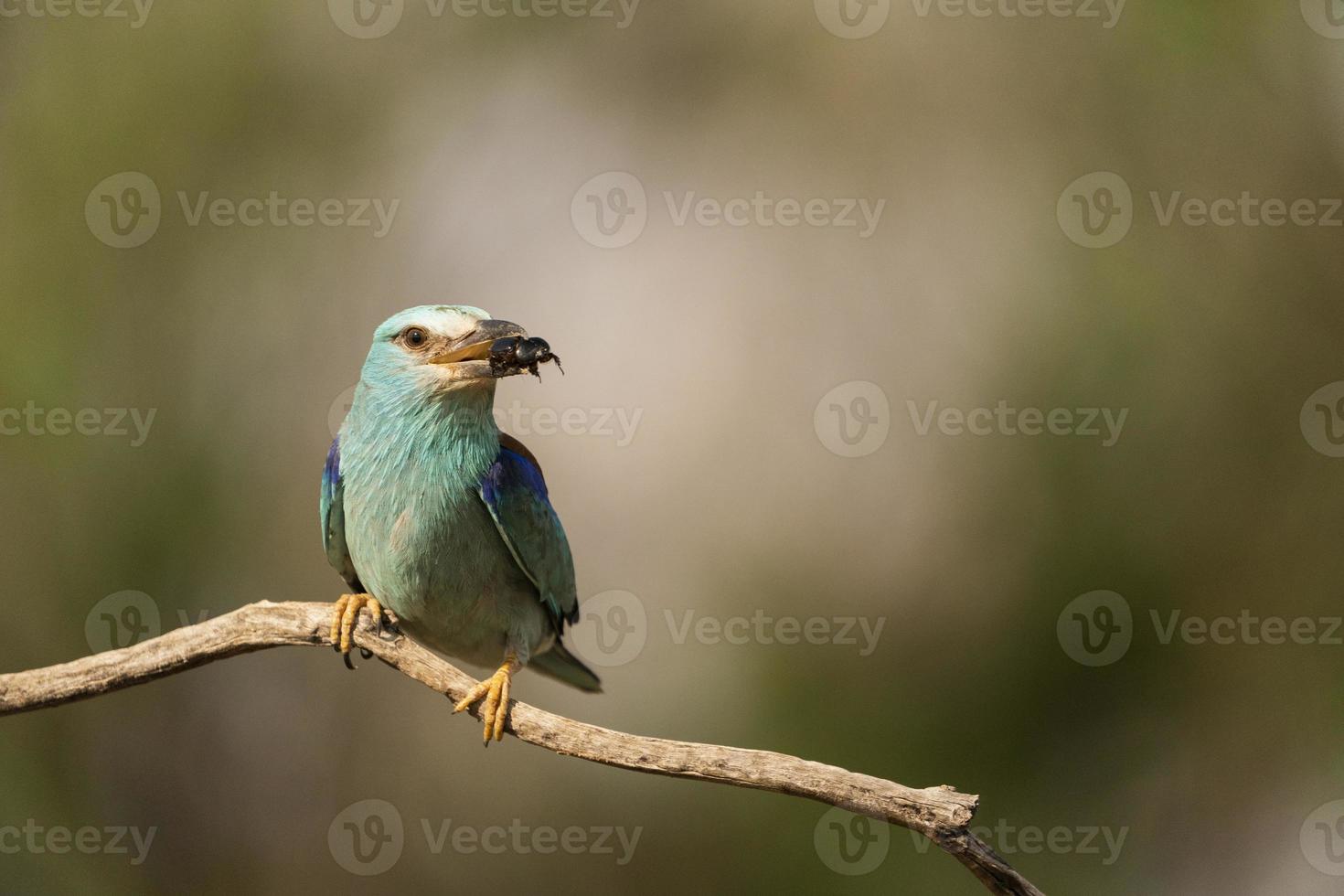 Blauracke, Coracias Garrulus foto