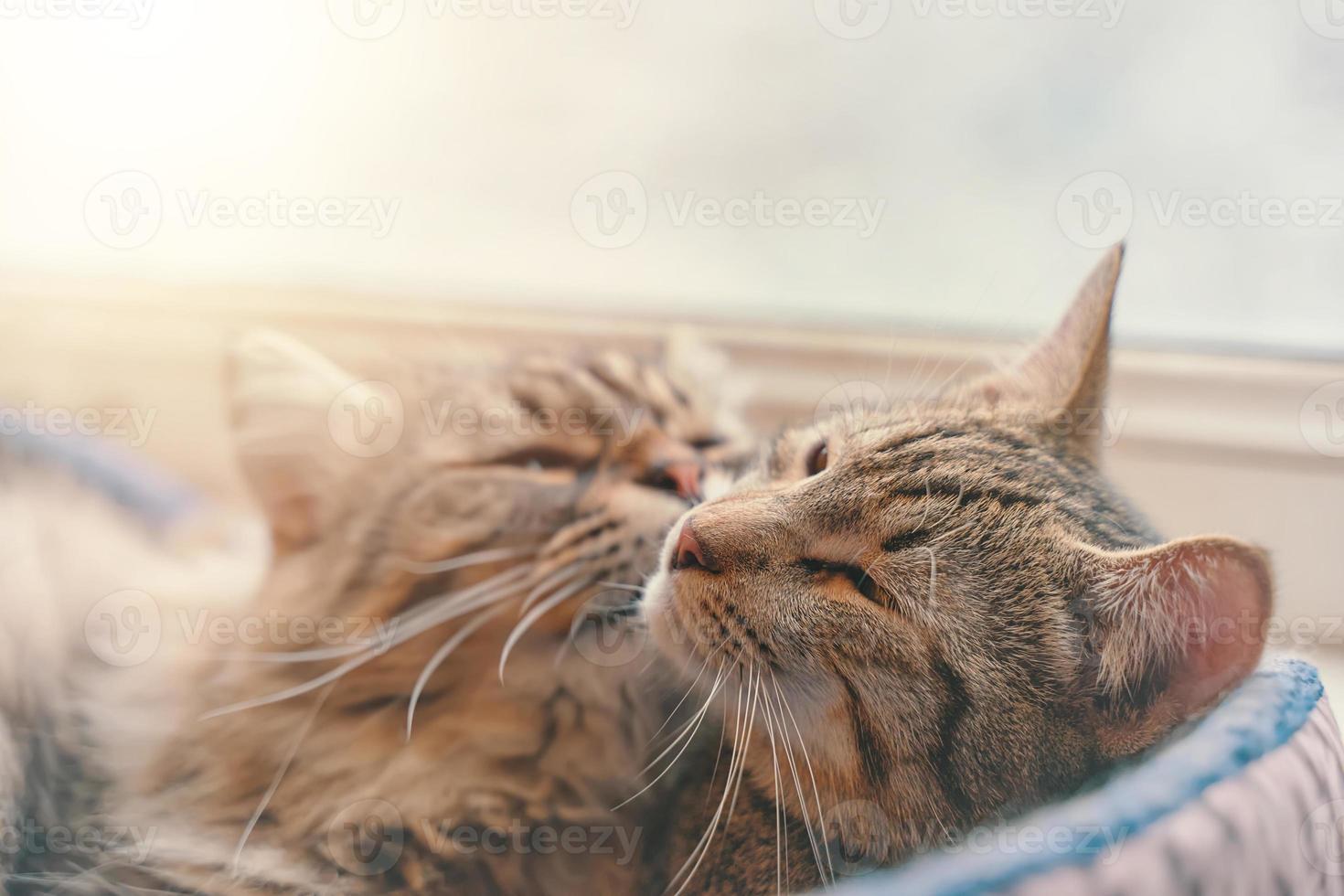 zwei Katzen schlafen im Korb auf Fensterhintergrund. foto