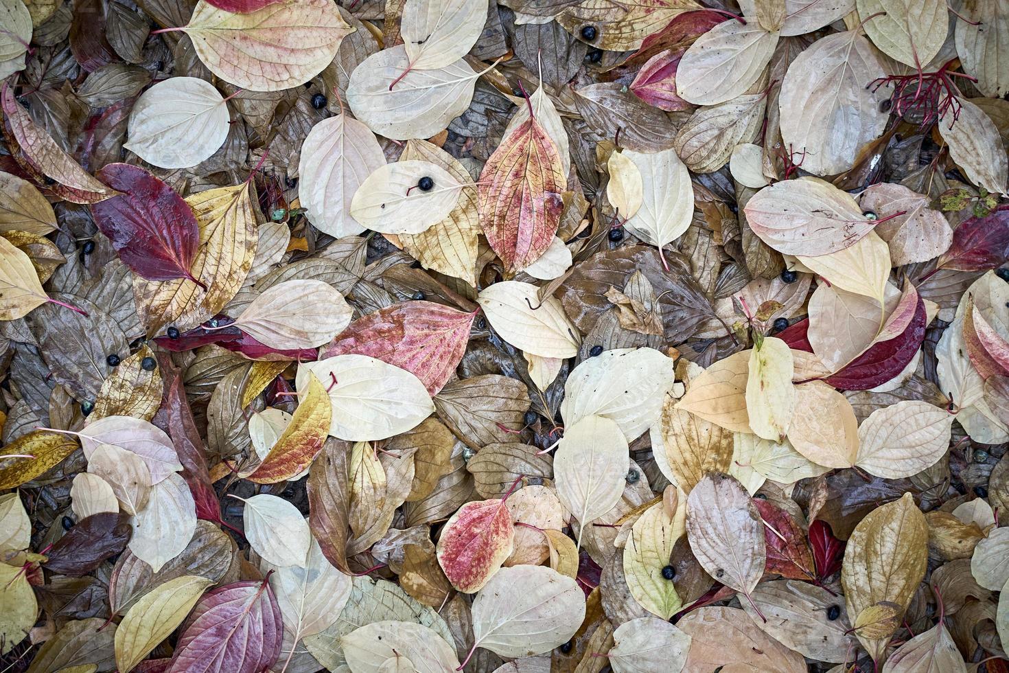Herbstbeschaffenheitshintergrund für den saisonalen Gebrauch. foto