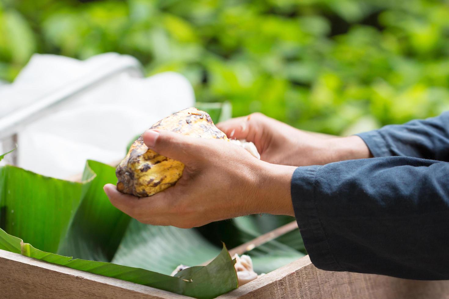 frische Kakaobohnen in der Hand eines Bauern foto