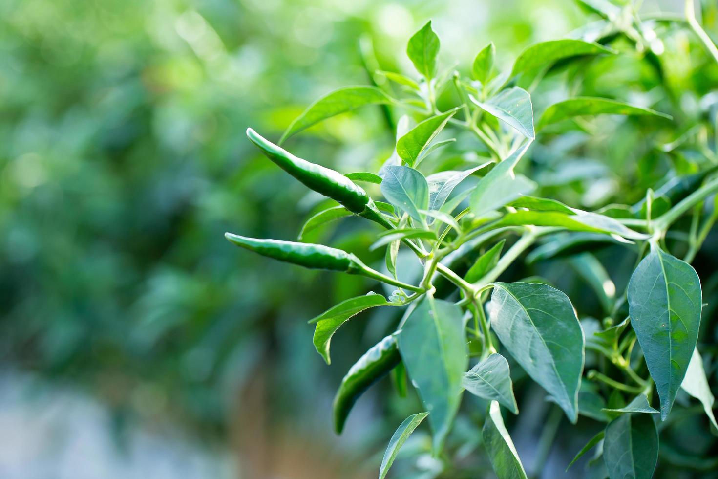 reife grüne Chili auf einem Baum, grüne Chilis wachsen im Garten foto