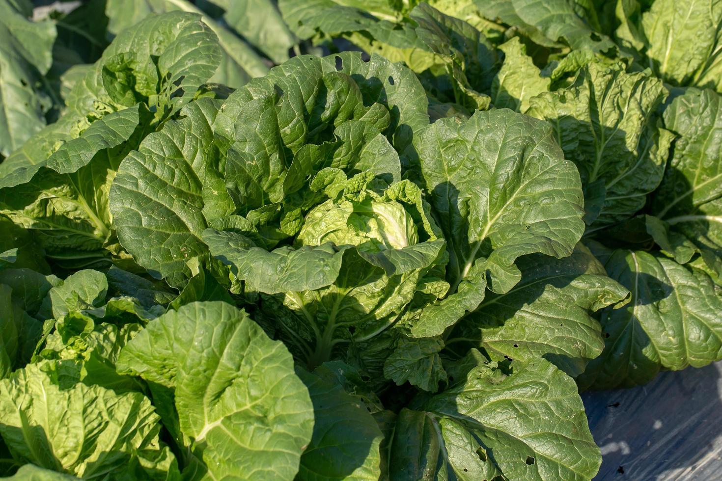 frischer Kohl vom Bauernhof, Kohl im Garten foto